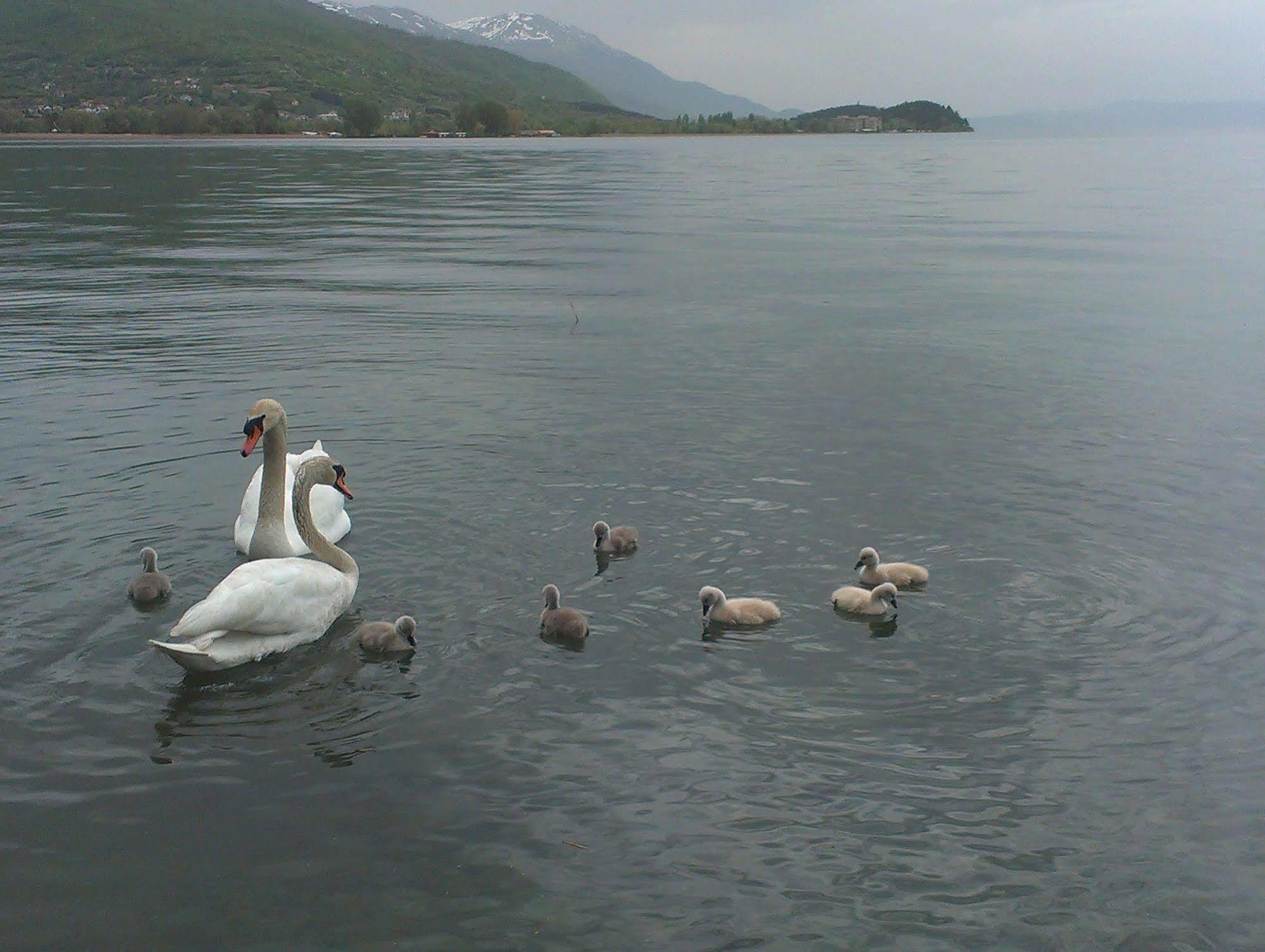 Hotel Kosta House Ohrid Exterior foto